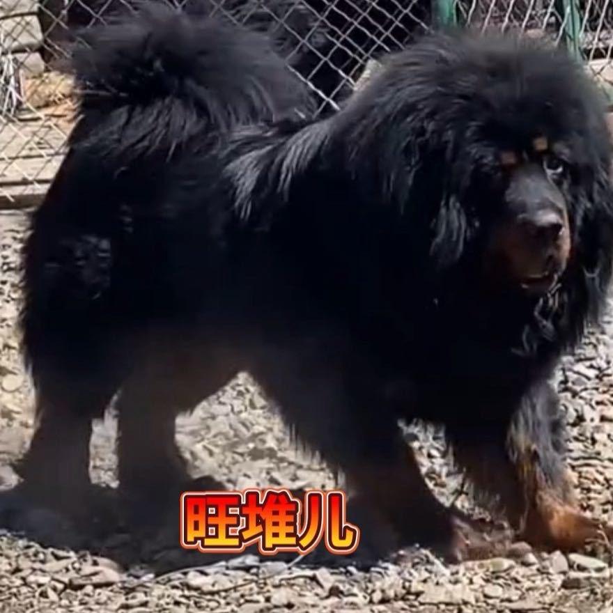 @山东鲁西藏獒繁育基地