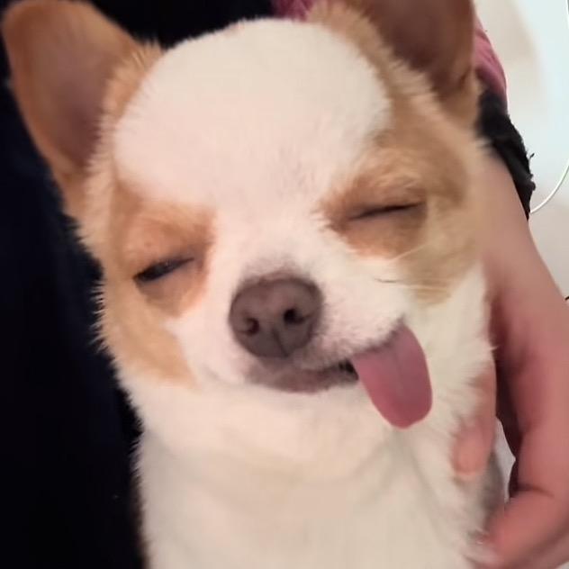 庞笑笑