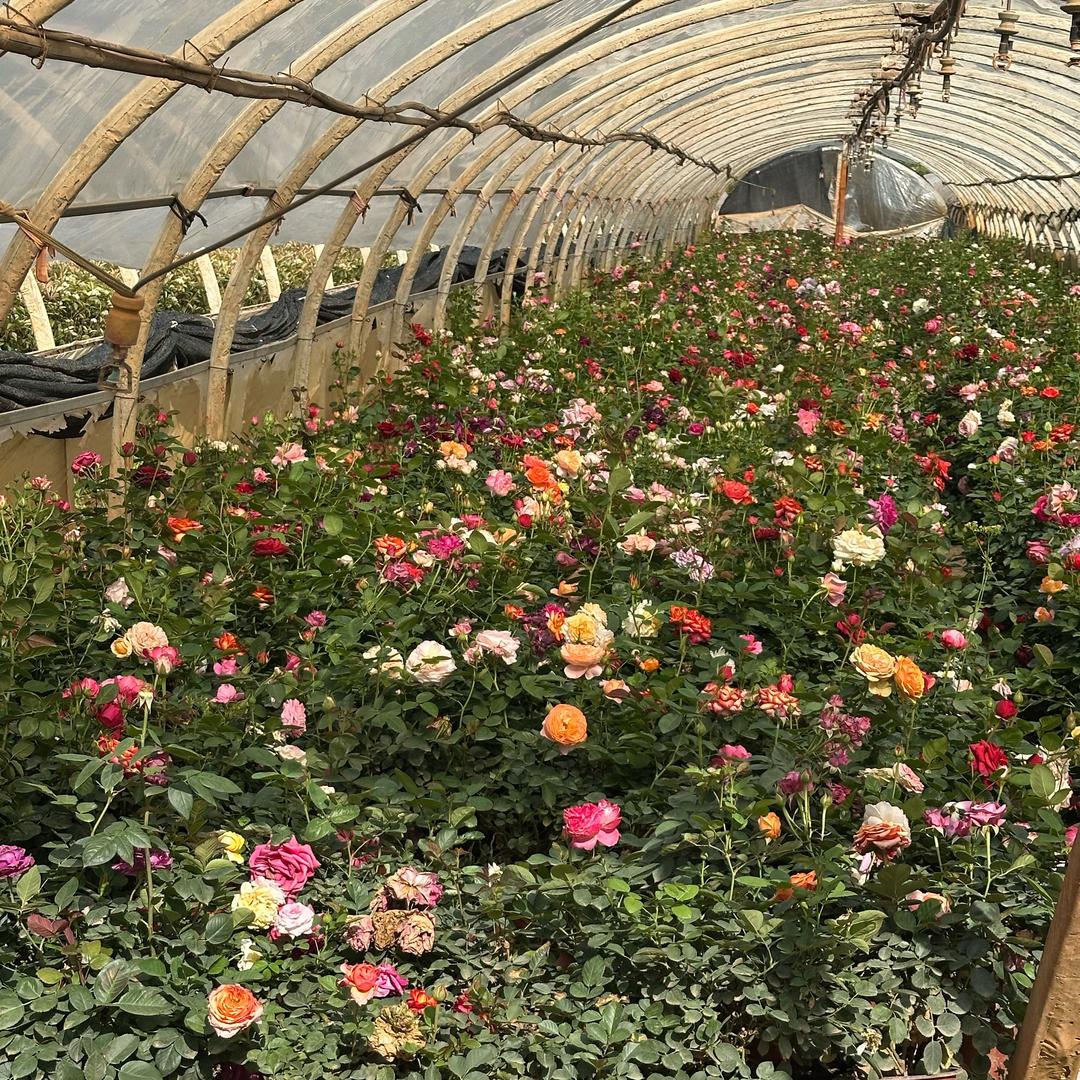 淘花园纪 花小铺