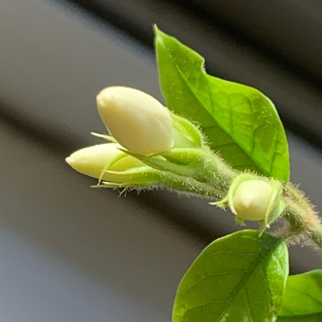 ✨一🦌生花💫