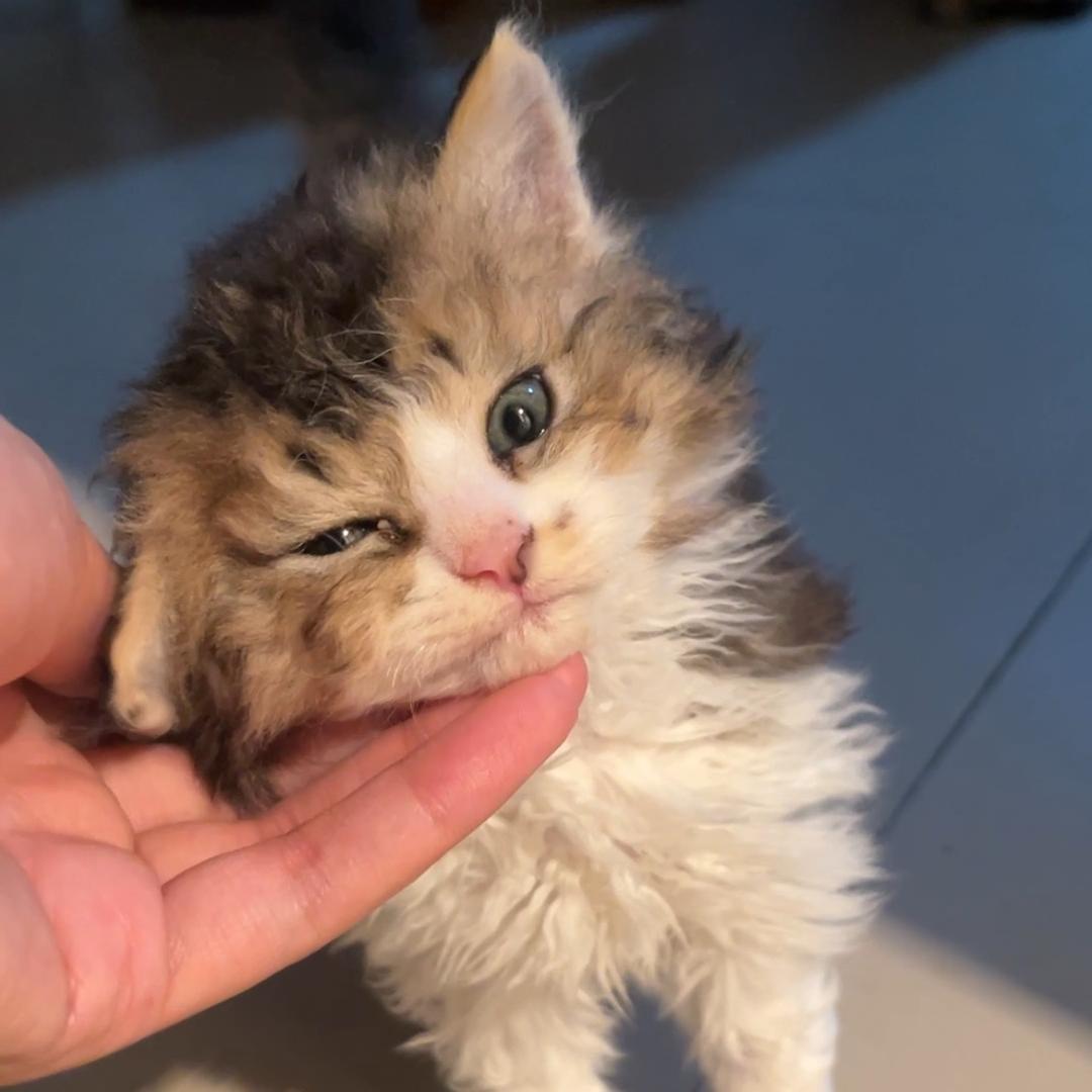小臭臭的猫