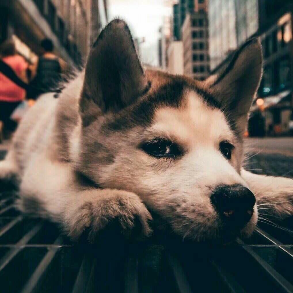 老登（三角洲行动）