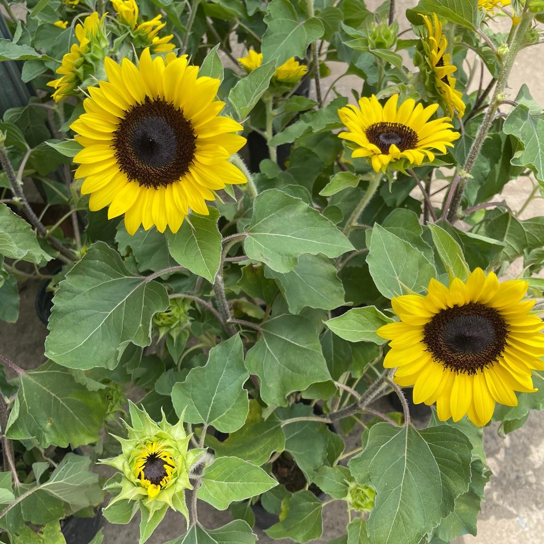 🌼💐🪴💐🌷🌹🌸🍊🪴💐