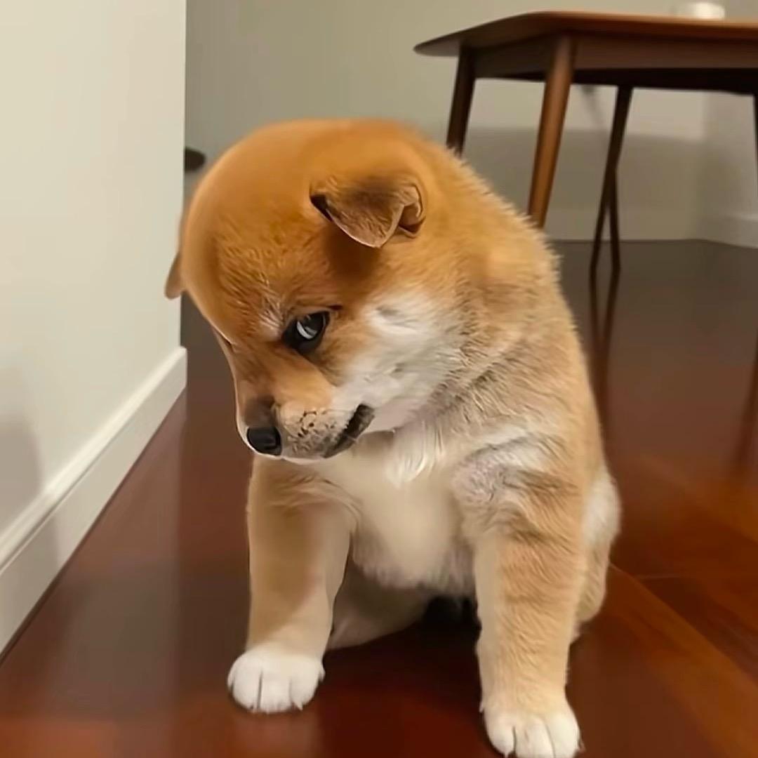 鱼的记忆