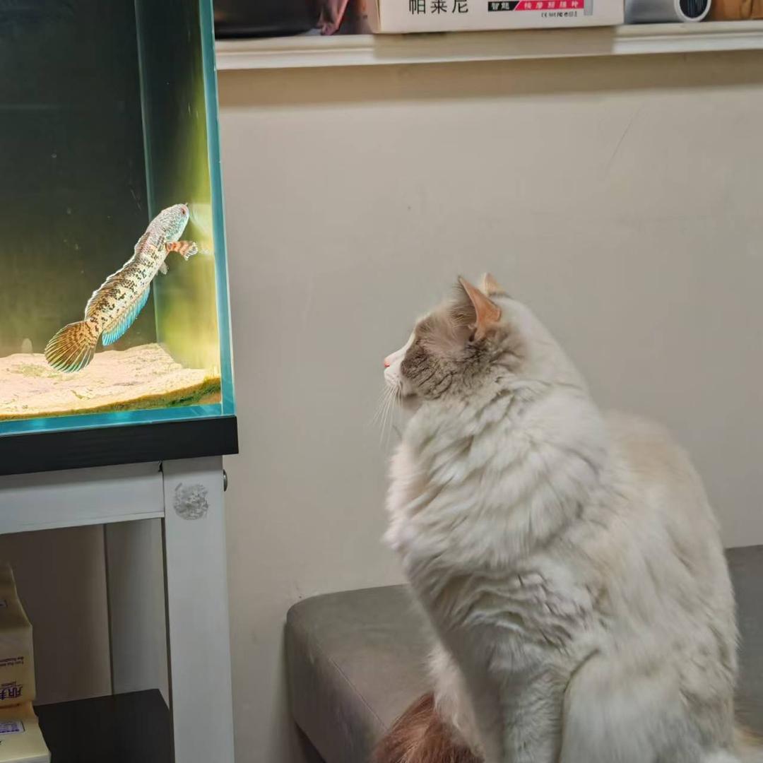 琪琪和小雅𓆟和🐱