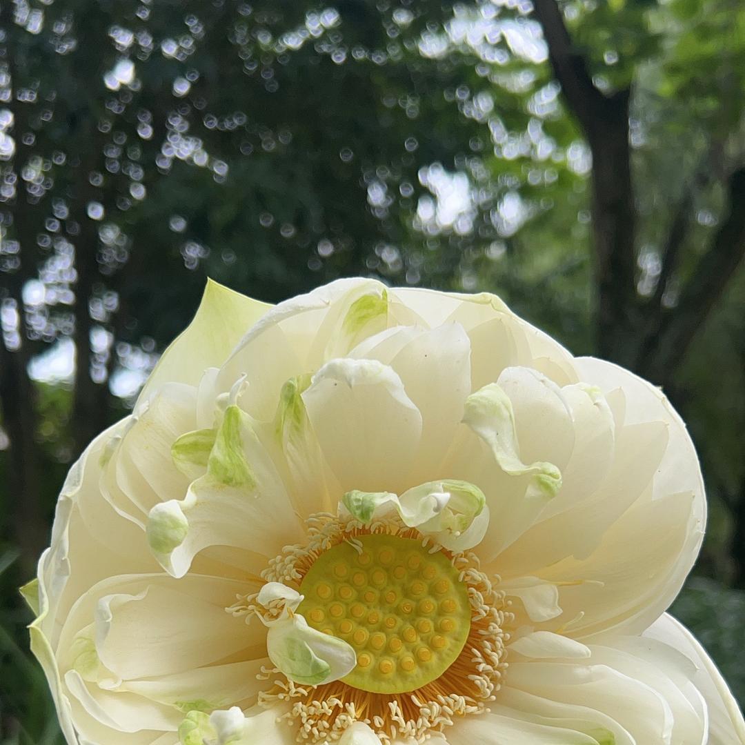 向来缘浅，奈何情深🍃