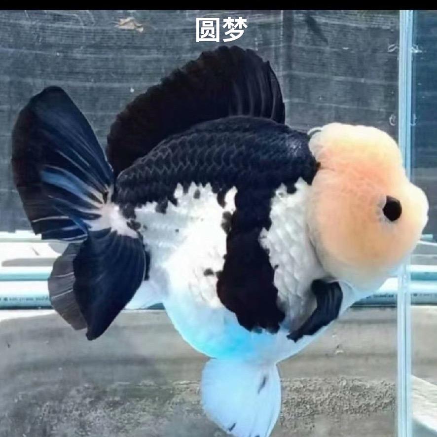 圆梦原泰金鱼