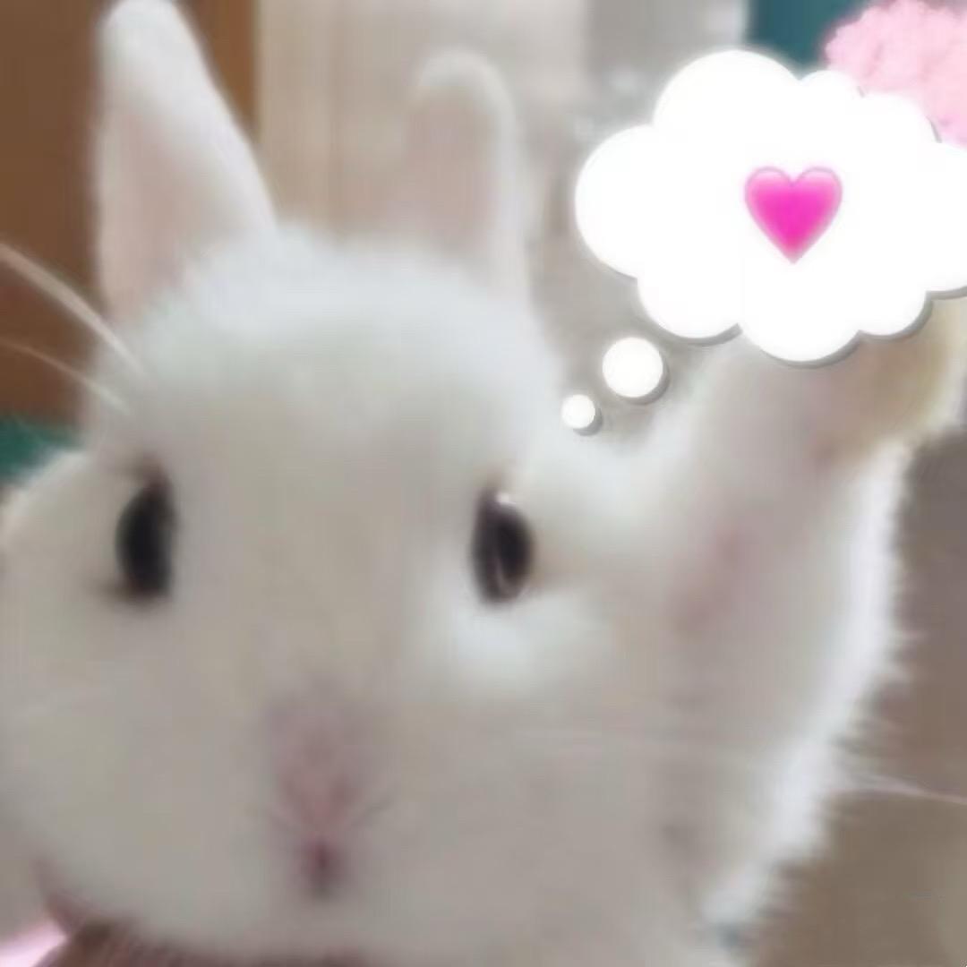 饼干是有家的小猫