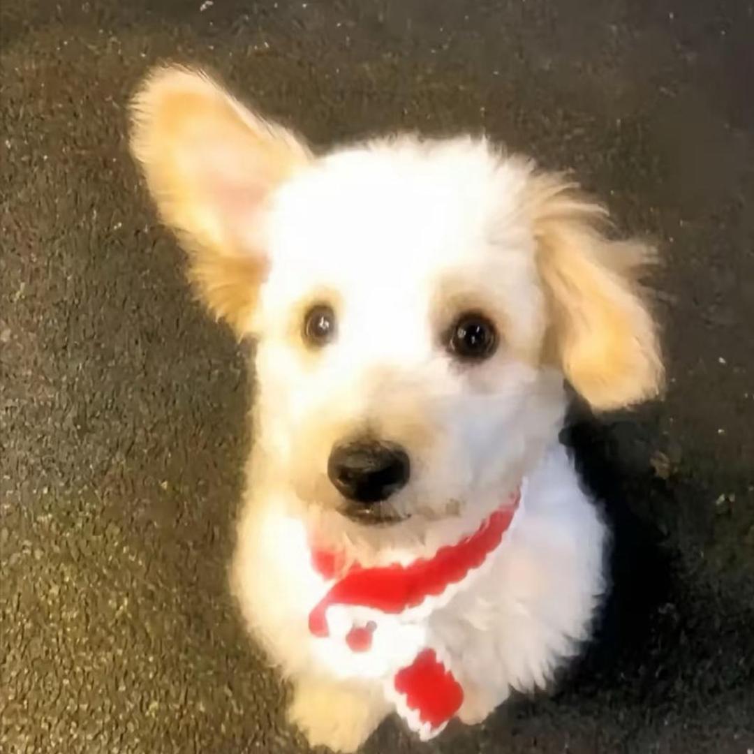 小晗狗狗派