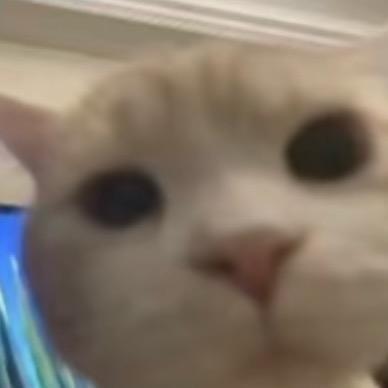 猫眼
