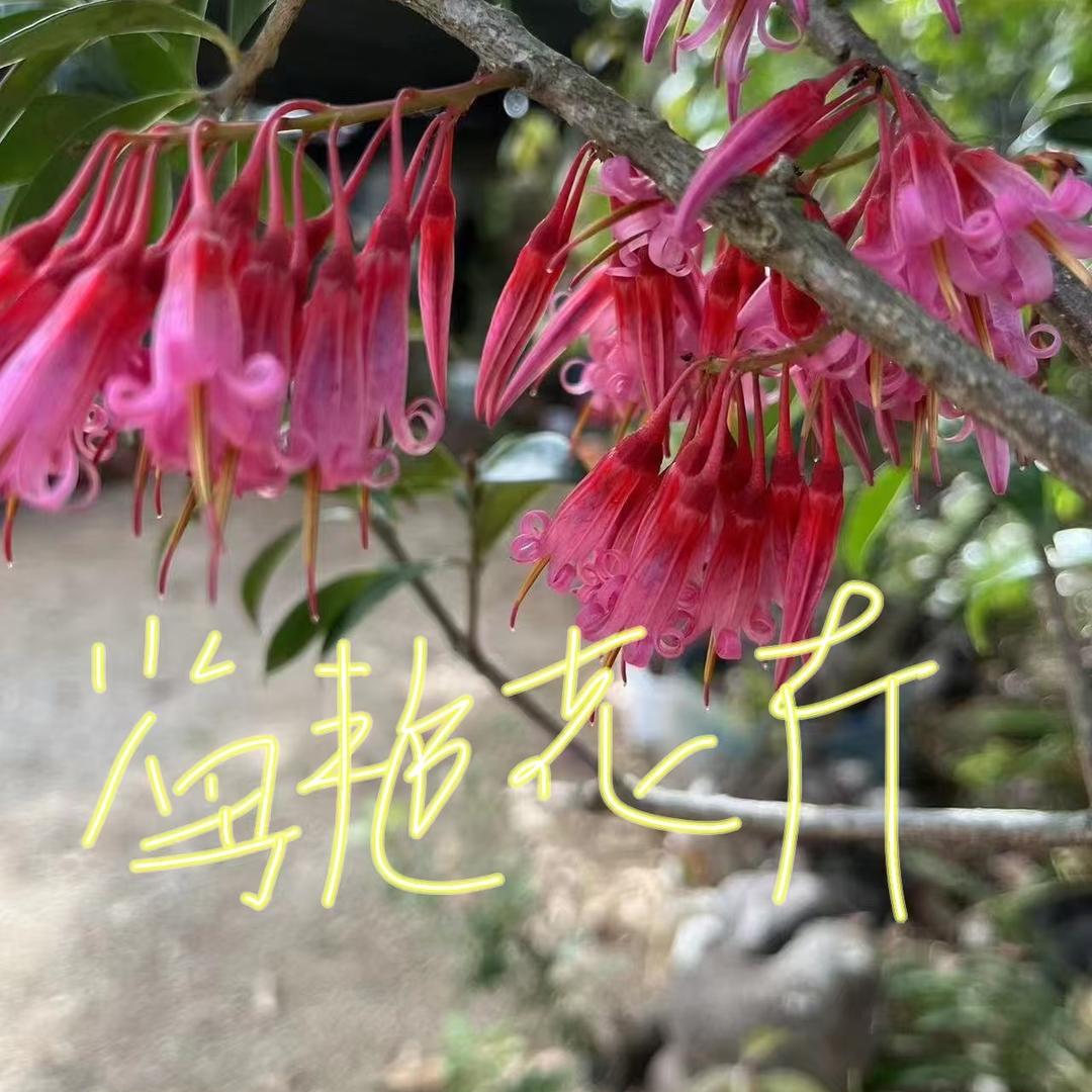 腾冲市海艳花卉园+土特产