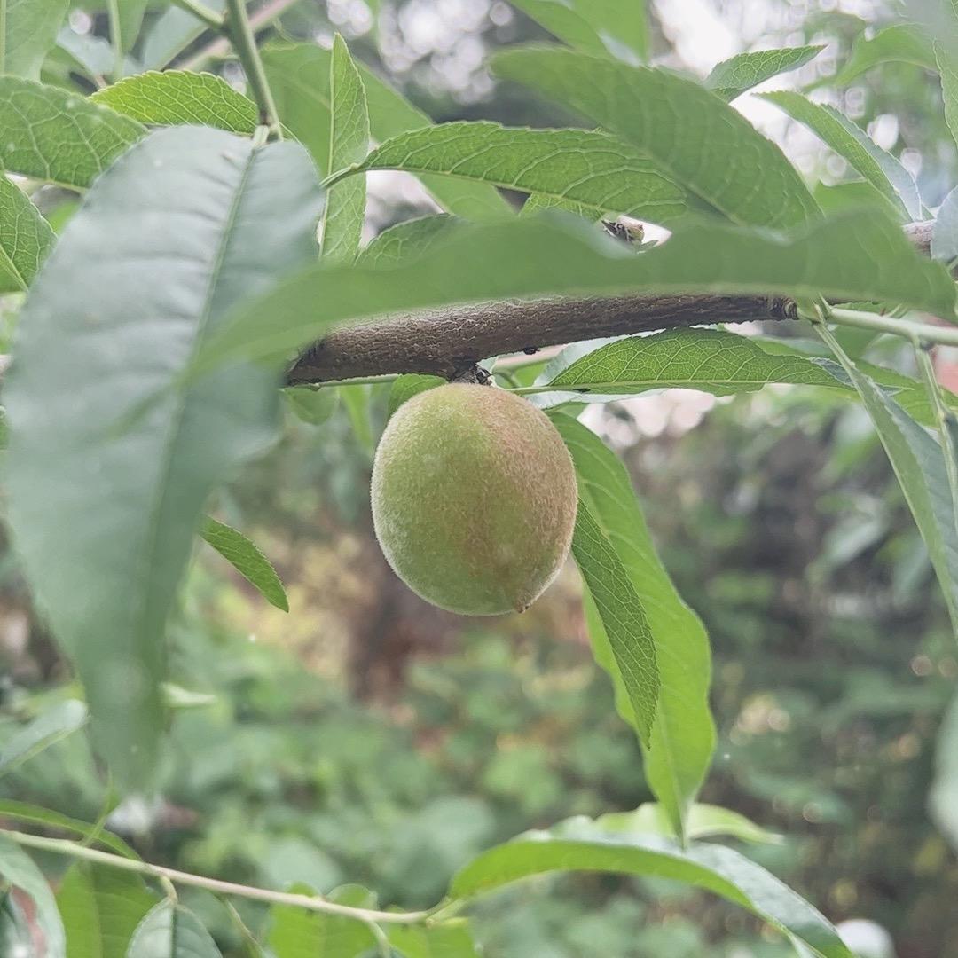北湾里冬桃种植基地