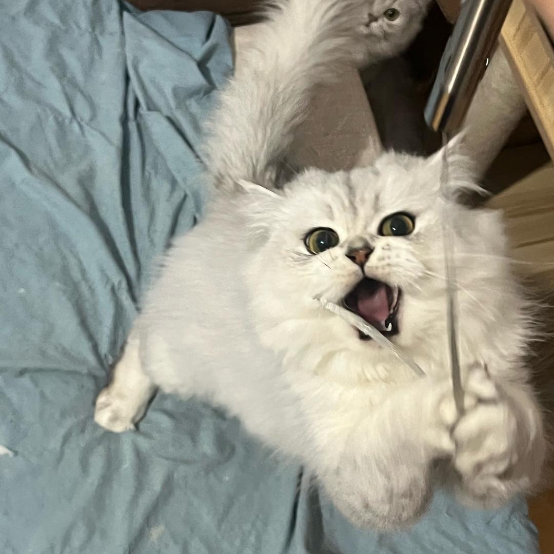 万木