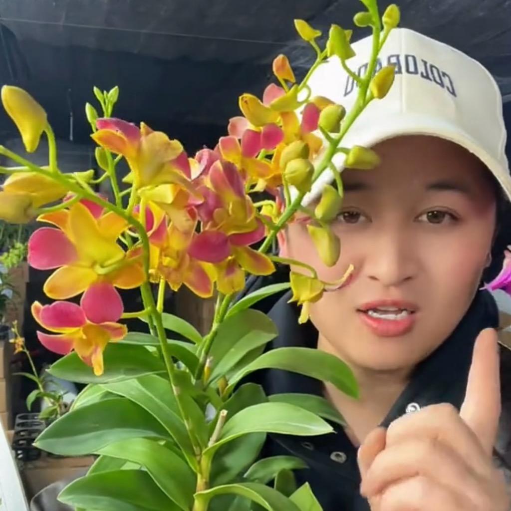 小胖的花卉