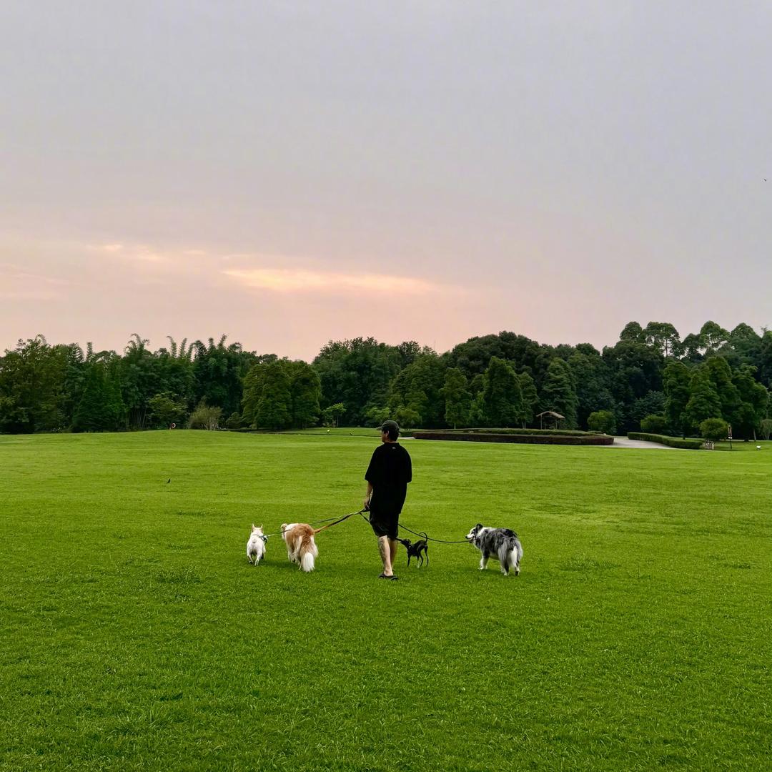 不吃胡萝卜的猴