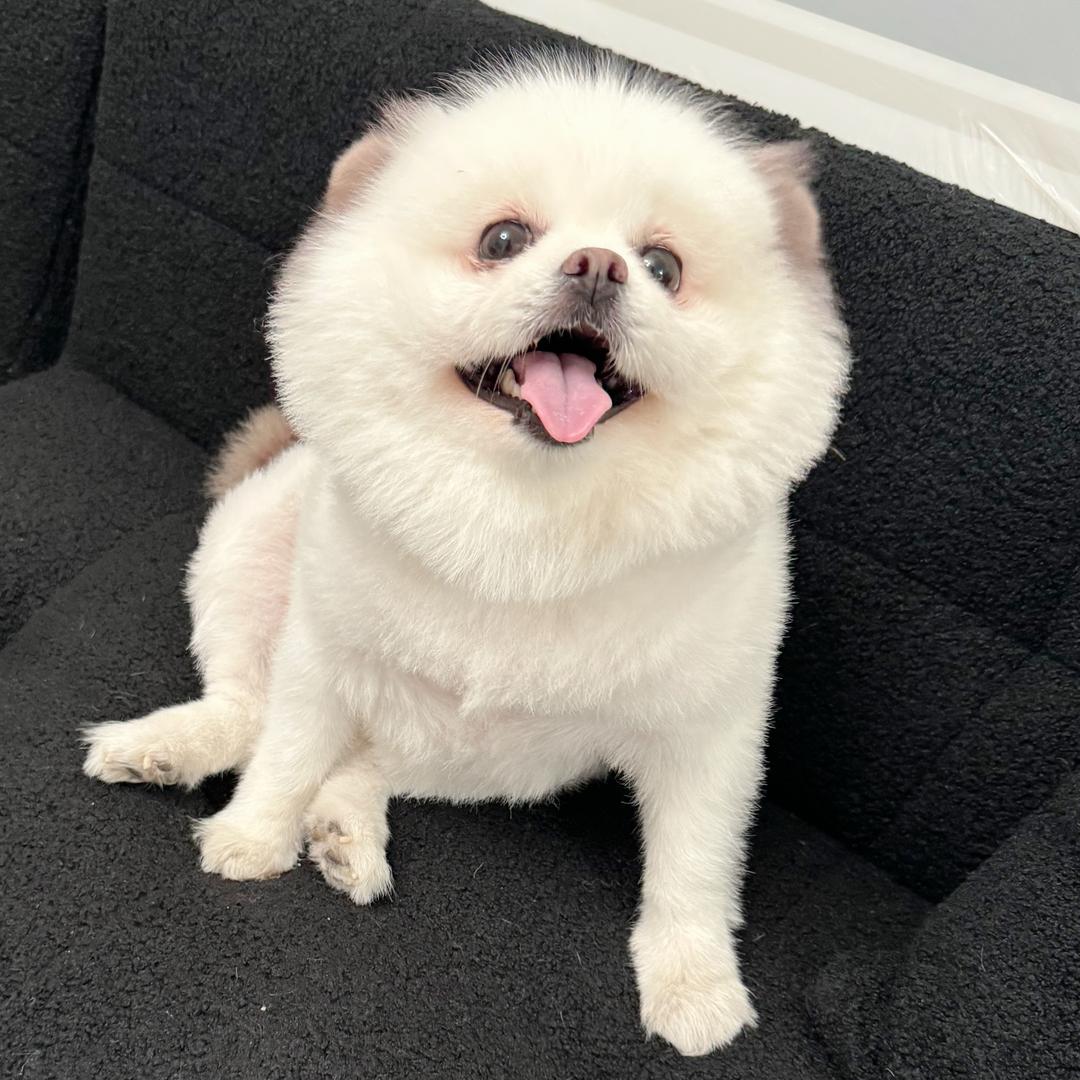 呆&乖的小^_^果冻