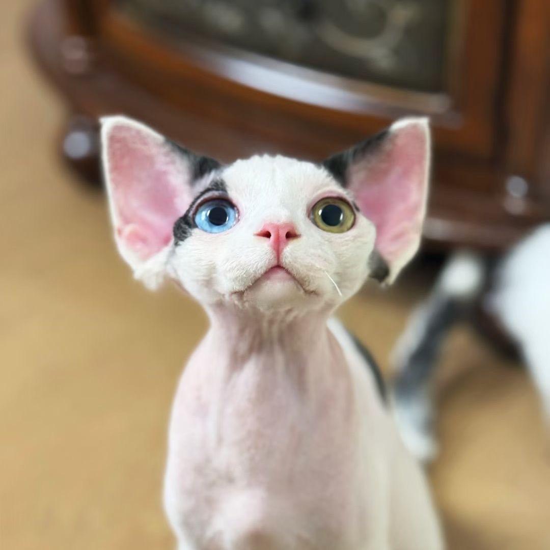 大福哥的德文卷毛猫