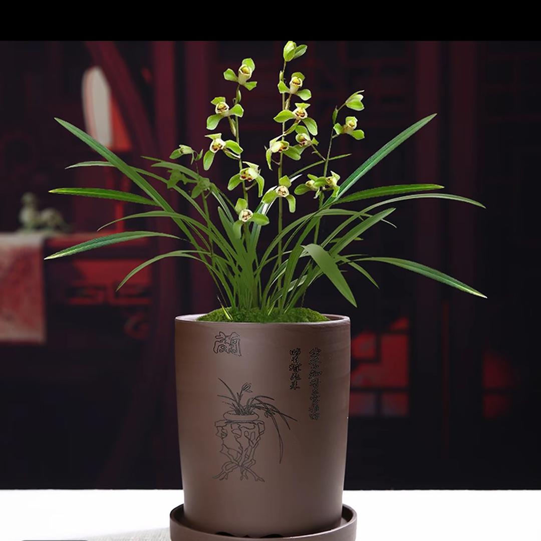 兰萃花卉绿植精选铺子