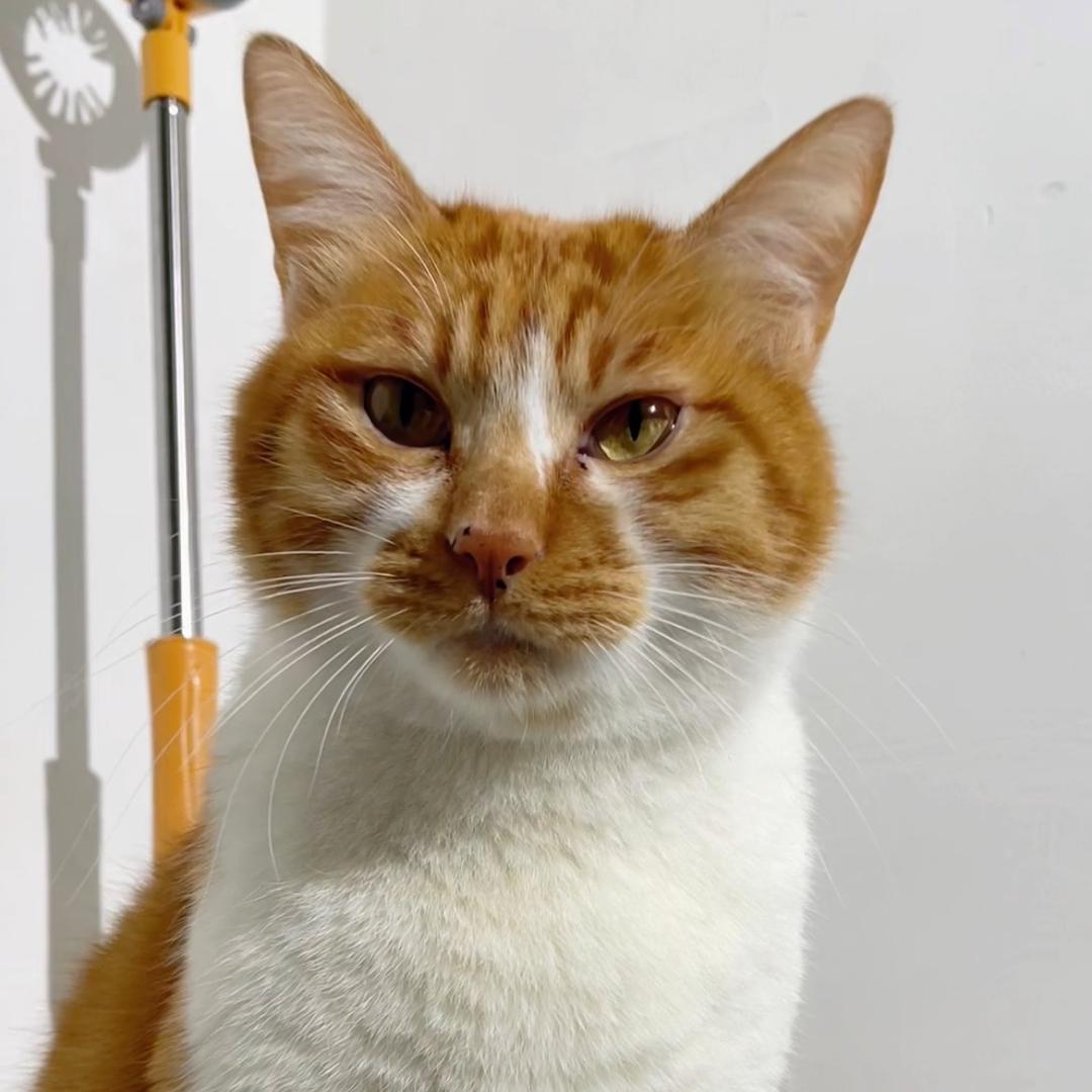 张鱼丸子是只猫