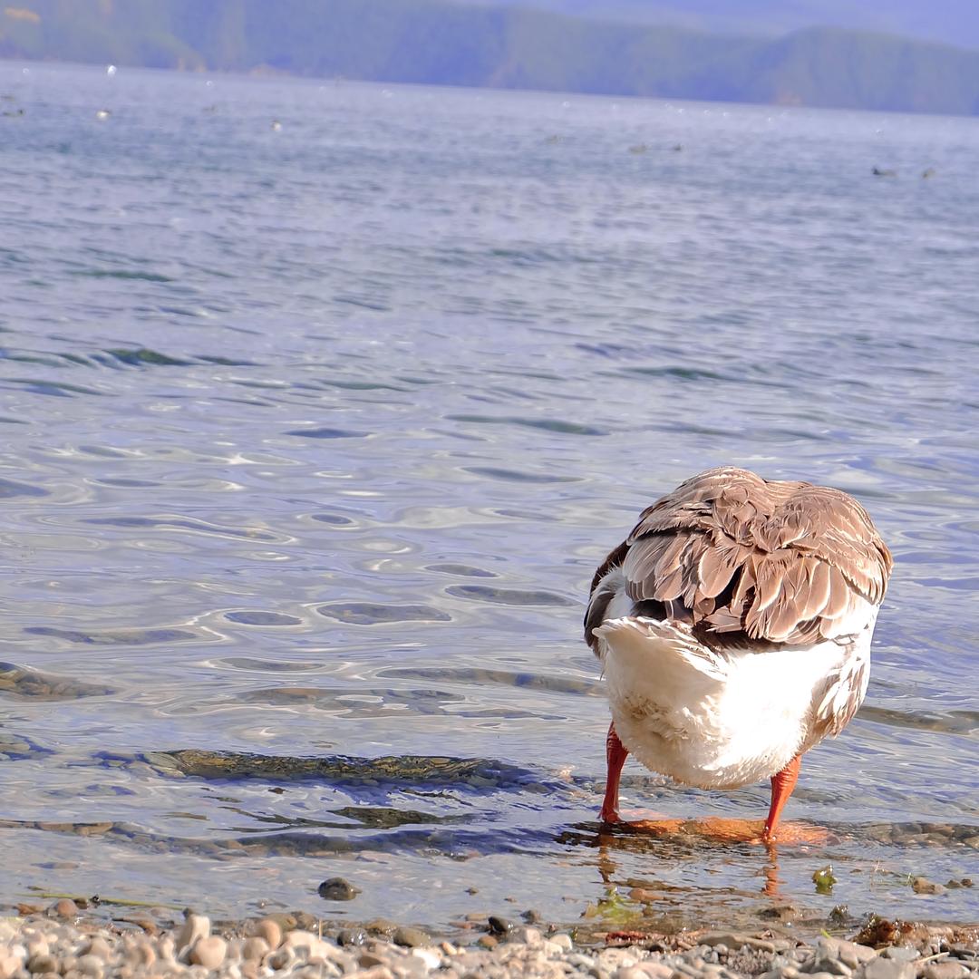 阿瞒的光合补丁（🍑宝能找到我）