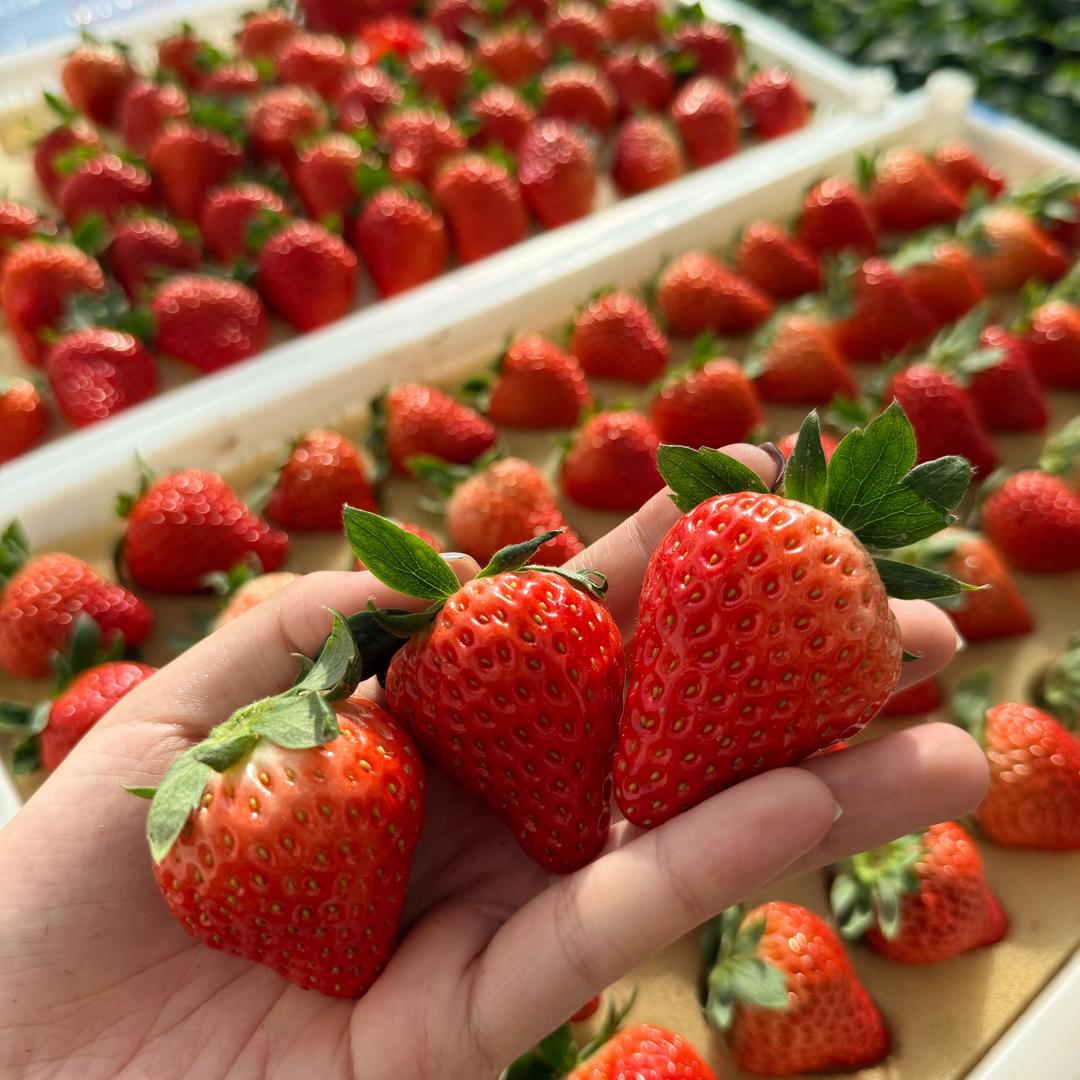 鑫农佳果（正宗丹东99草莓）