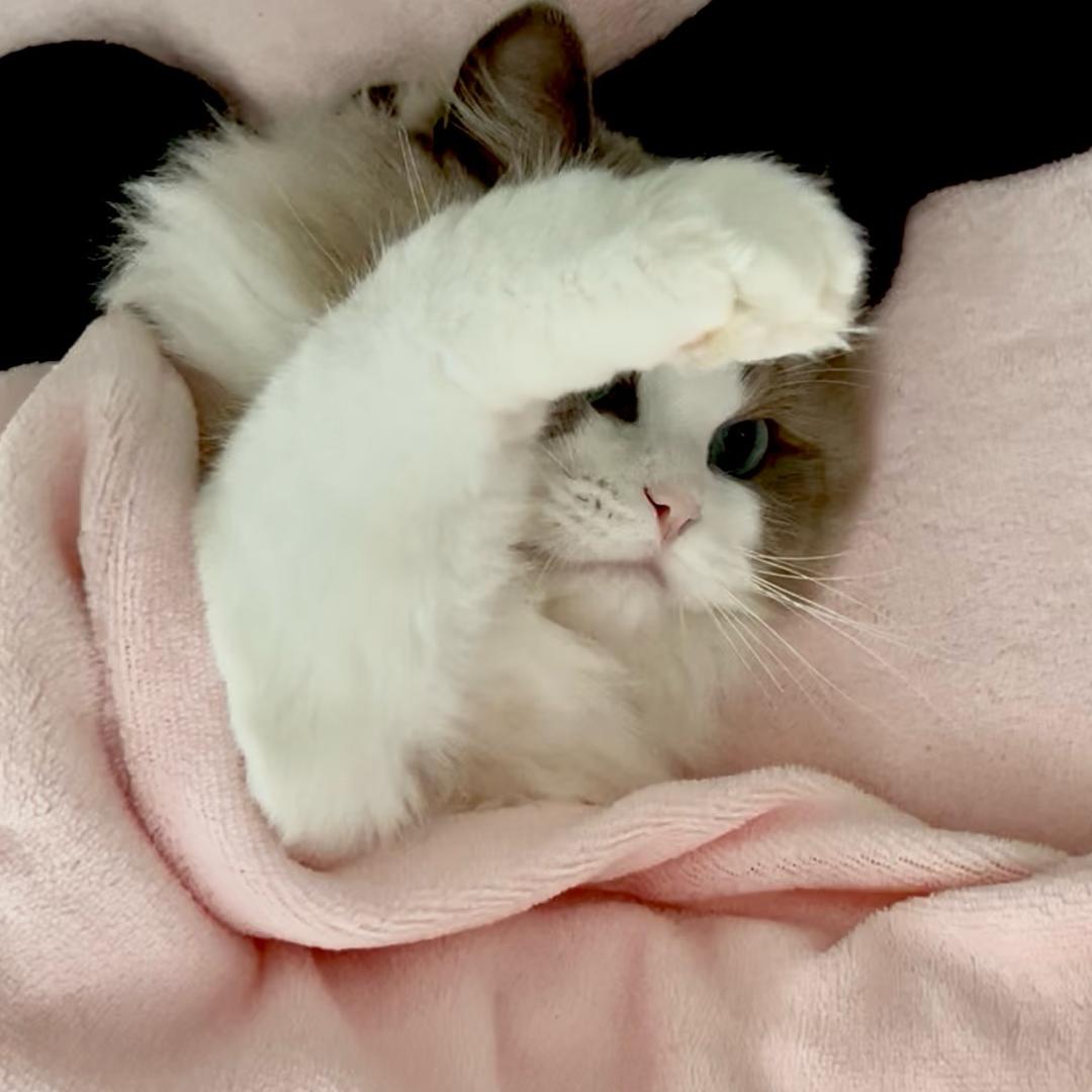 我睡觉的时候不困