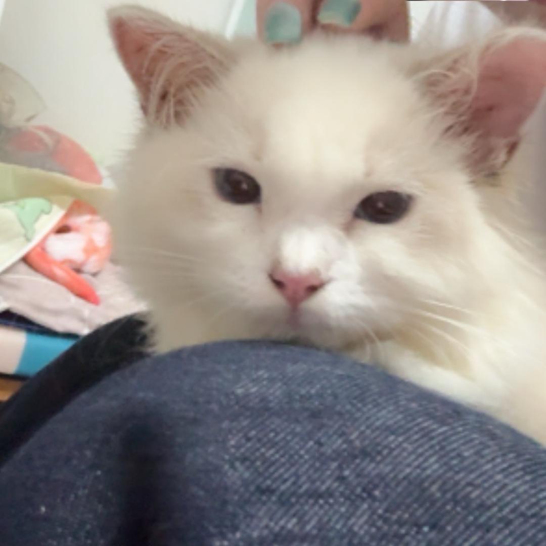 辣辣尔8