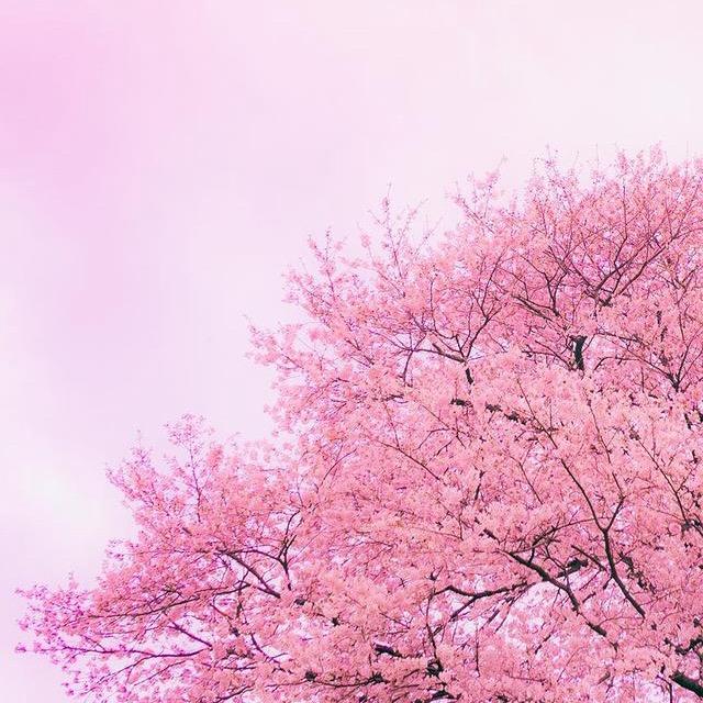 小樱花不哭🌸🌸🌸