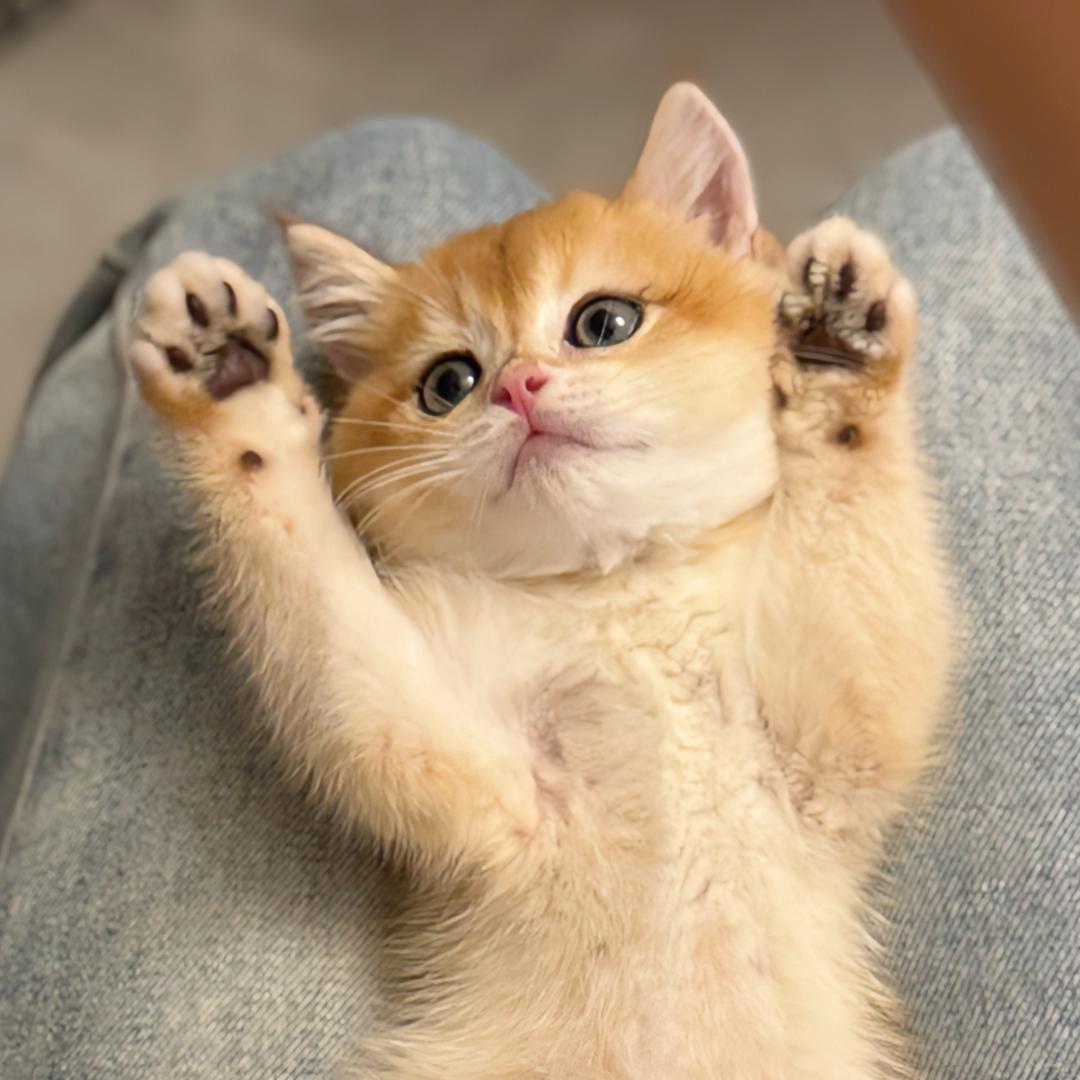 小猪猪🐷