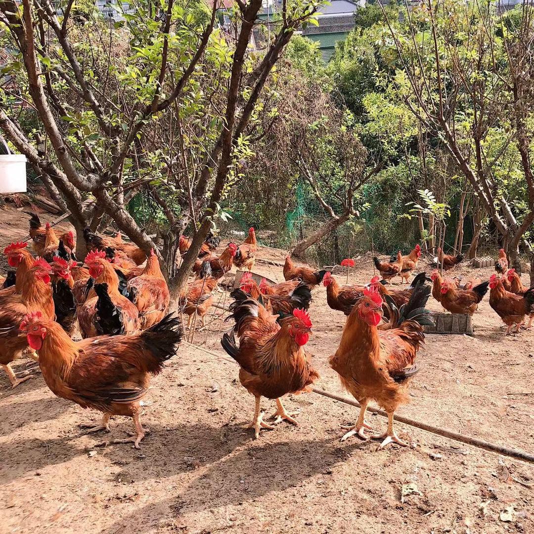 金塘鸡哥641213