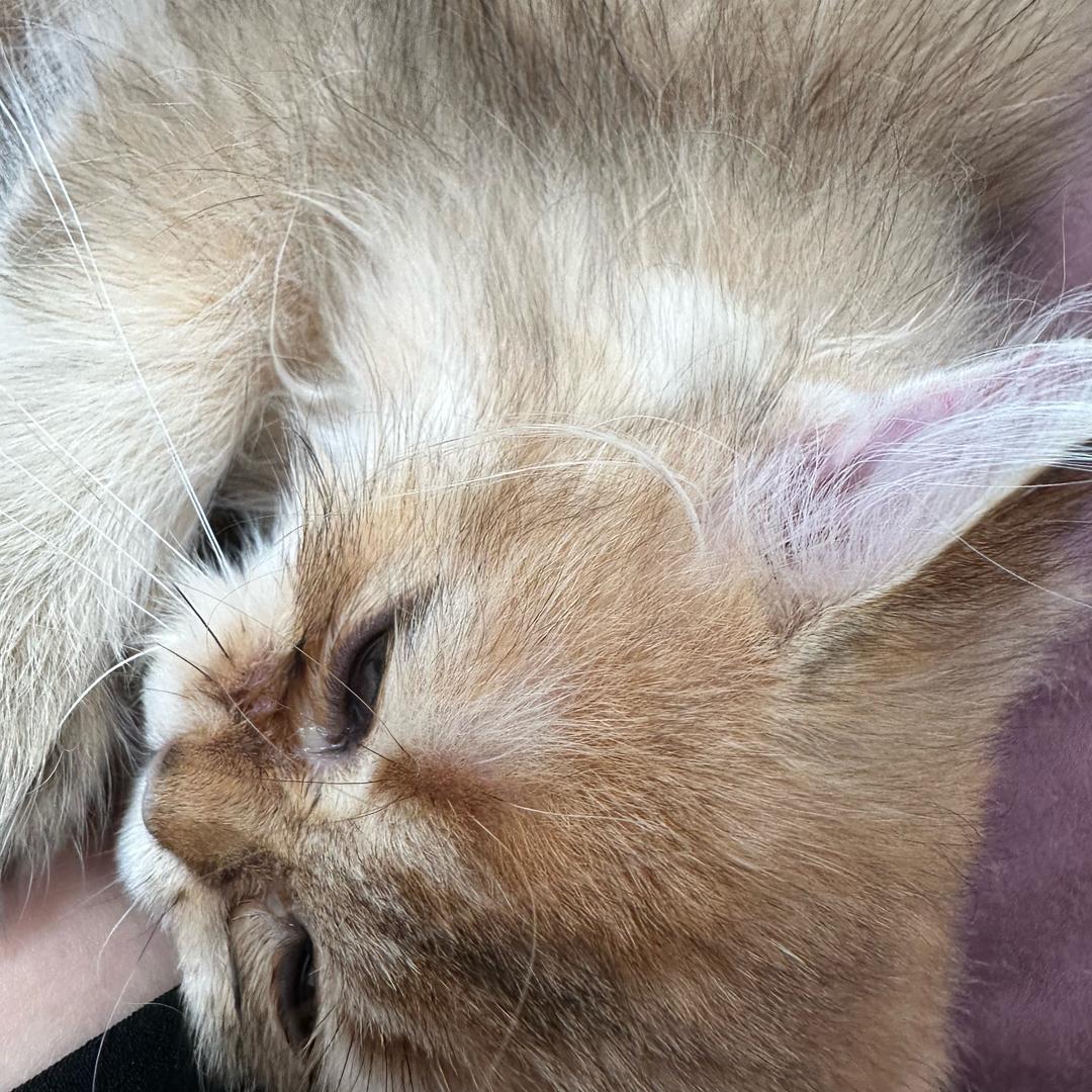 猫猫姐