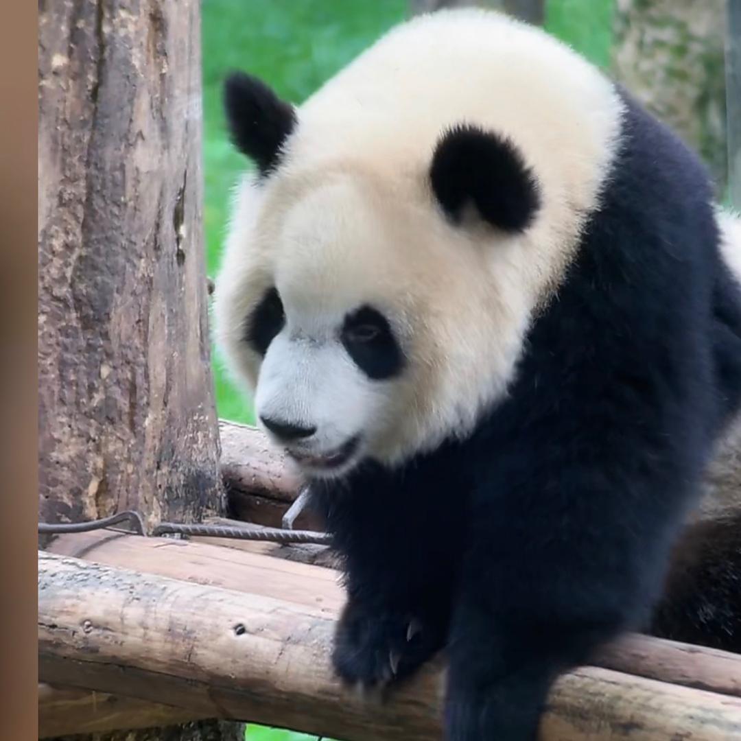 提莫队长⁷⁰²