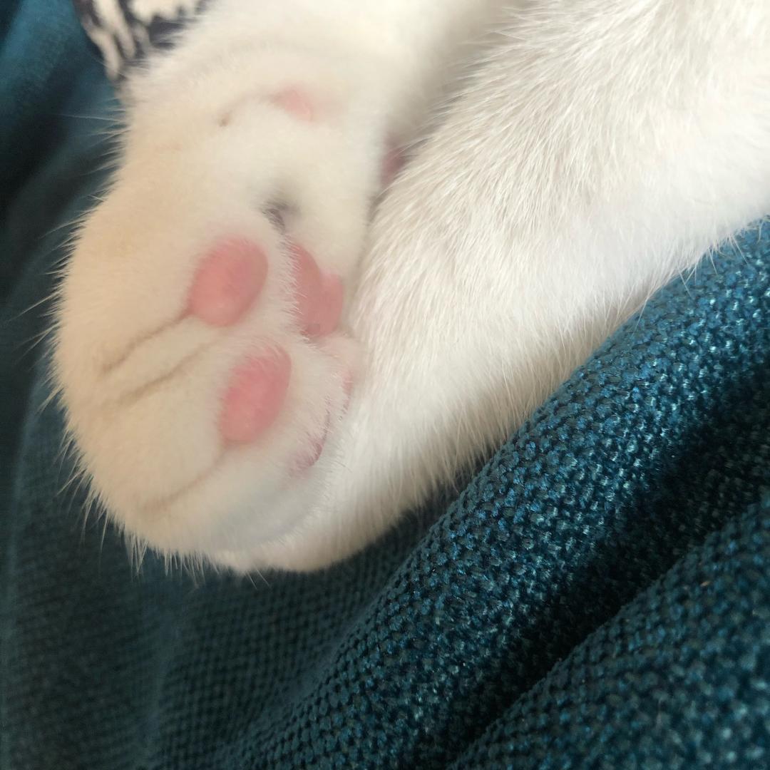 夏均均