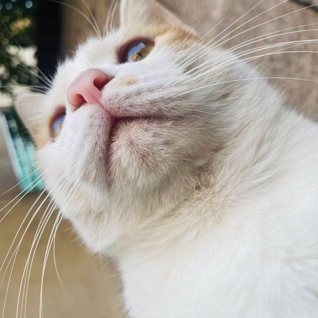 甜茶🕸️