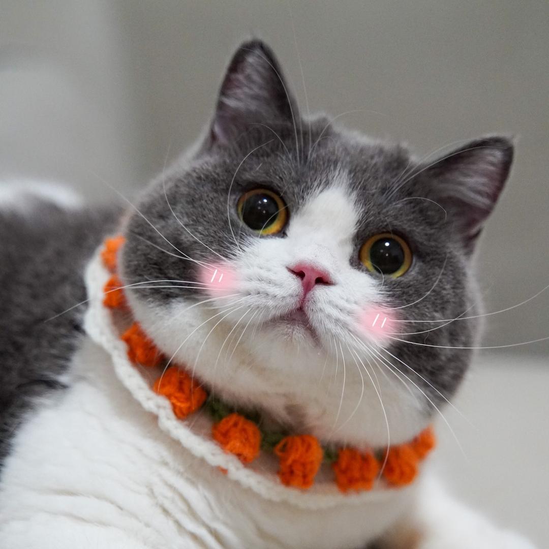 咻咻咻猪咪