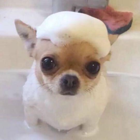 吃狗吃毛Official