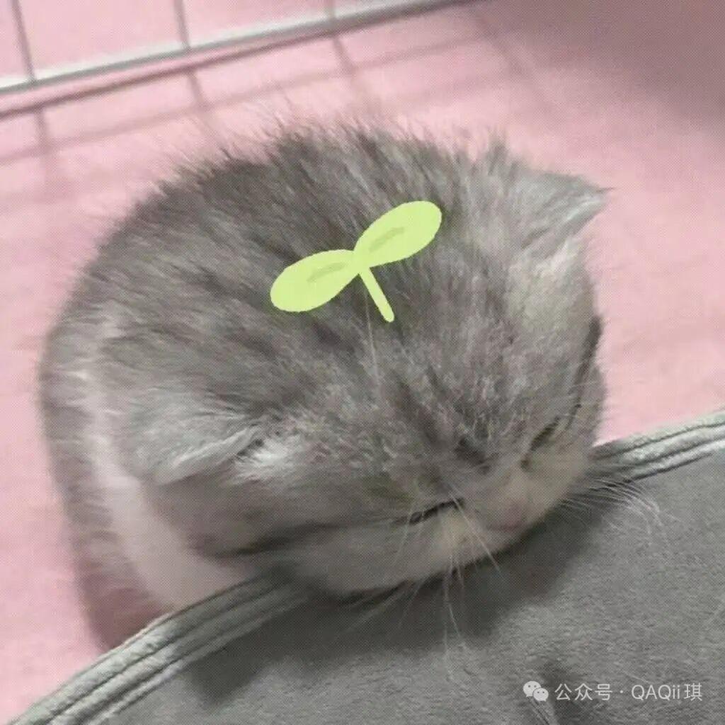 你头发乱了哦