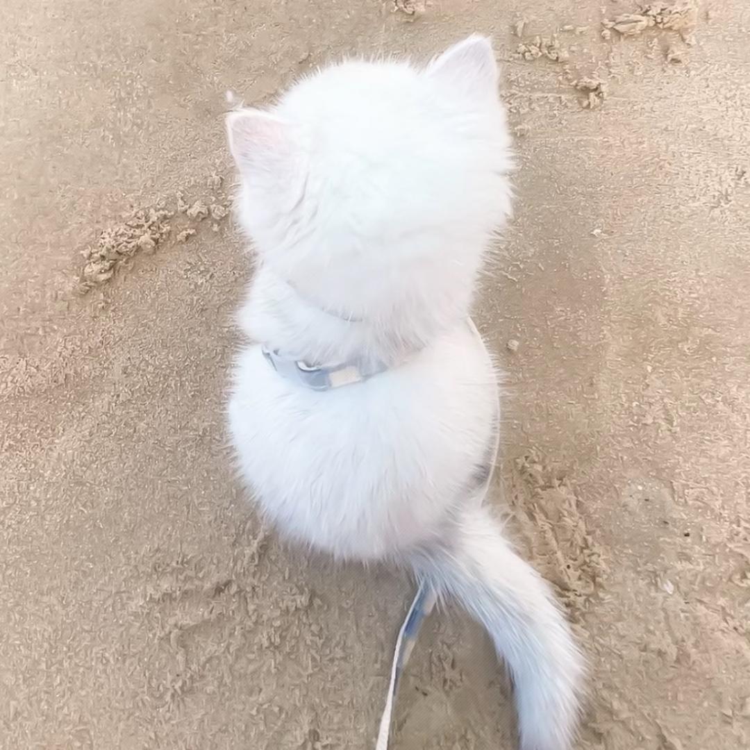 ᐡ  ᐡ