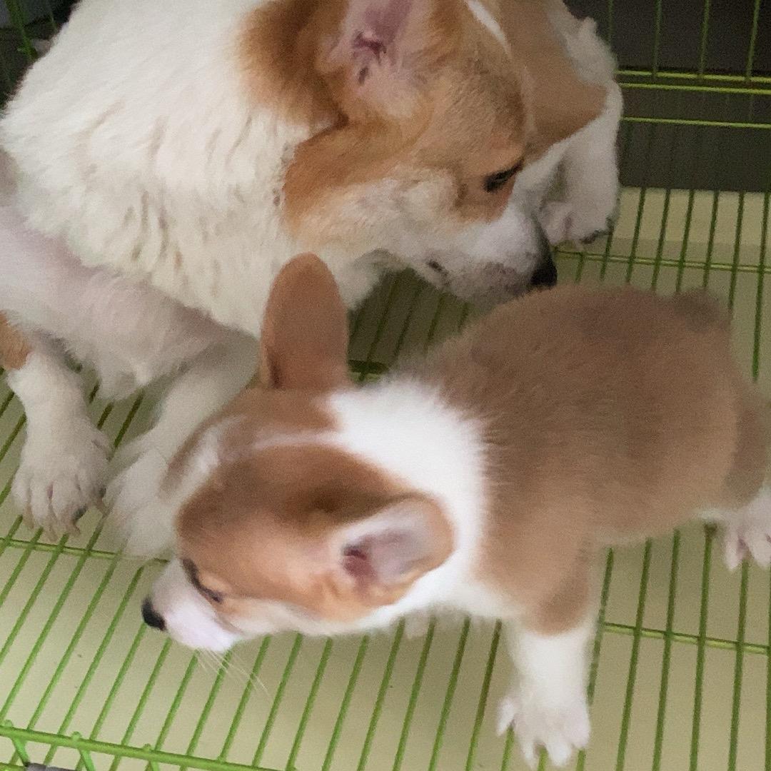 Lucky小短腿的日常