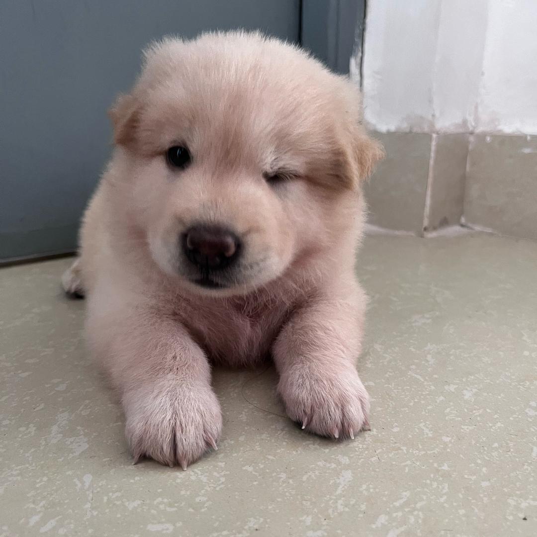 嘟嘟和它的姐姐