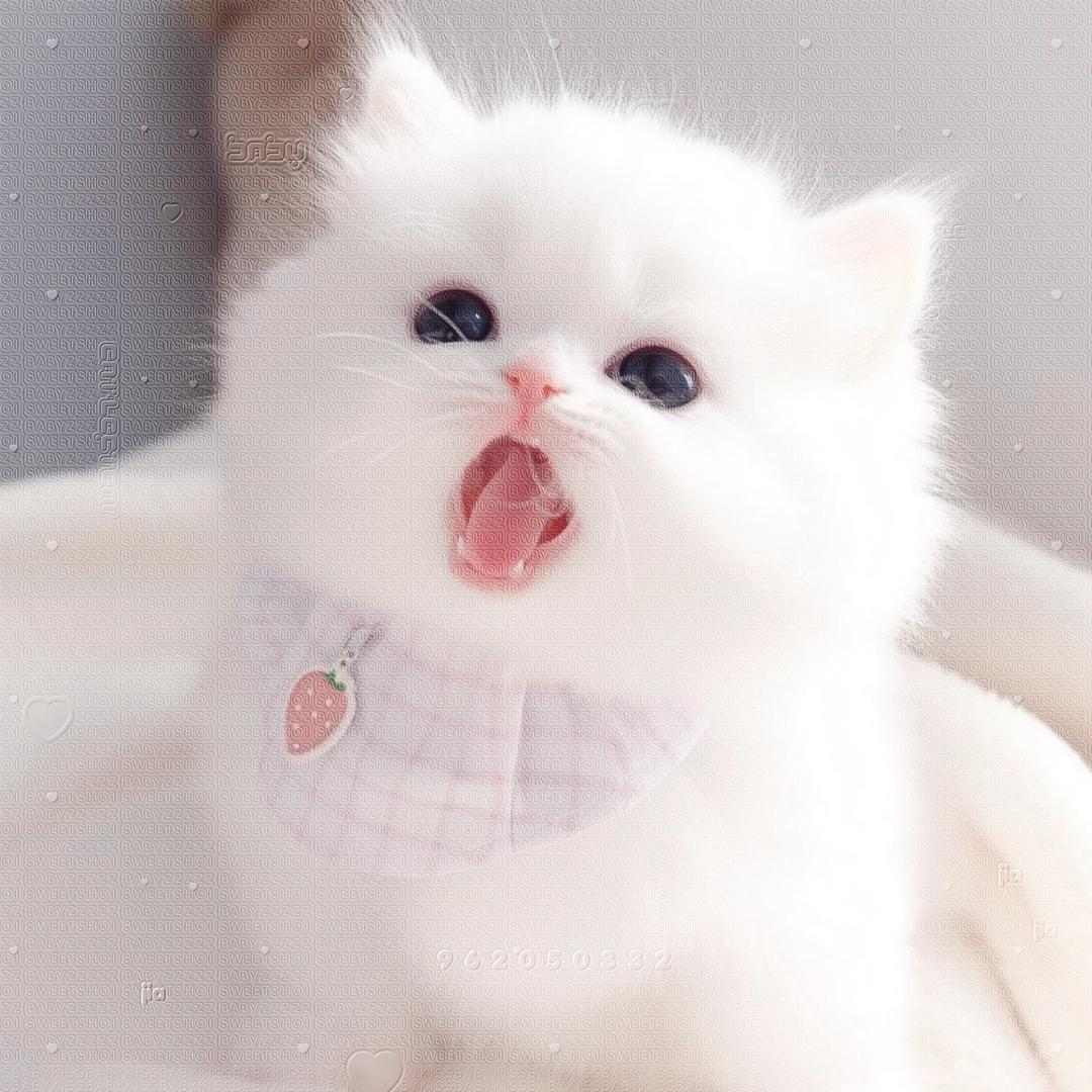 肥死了你