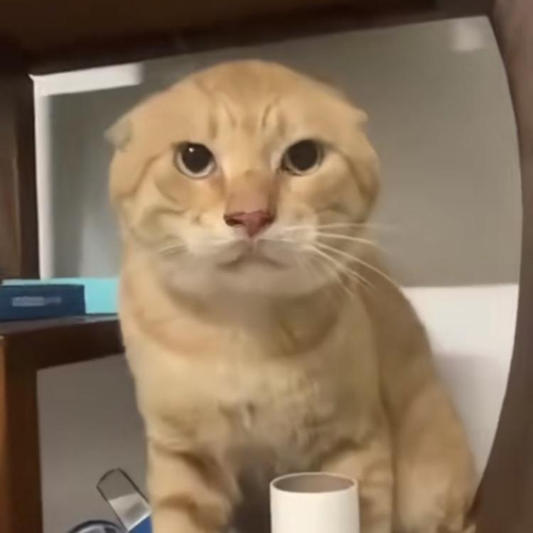 耄耋