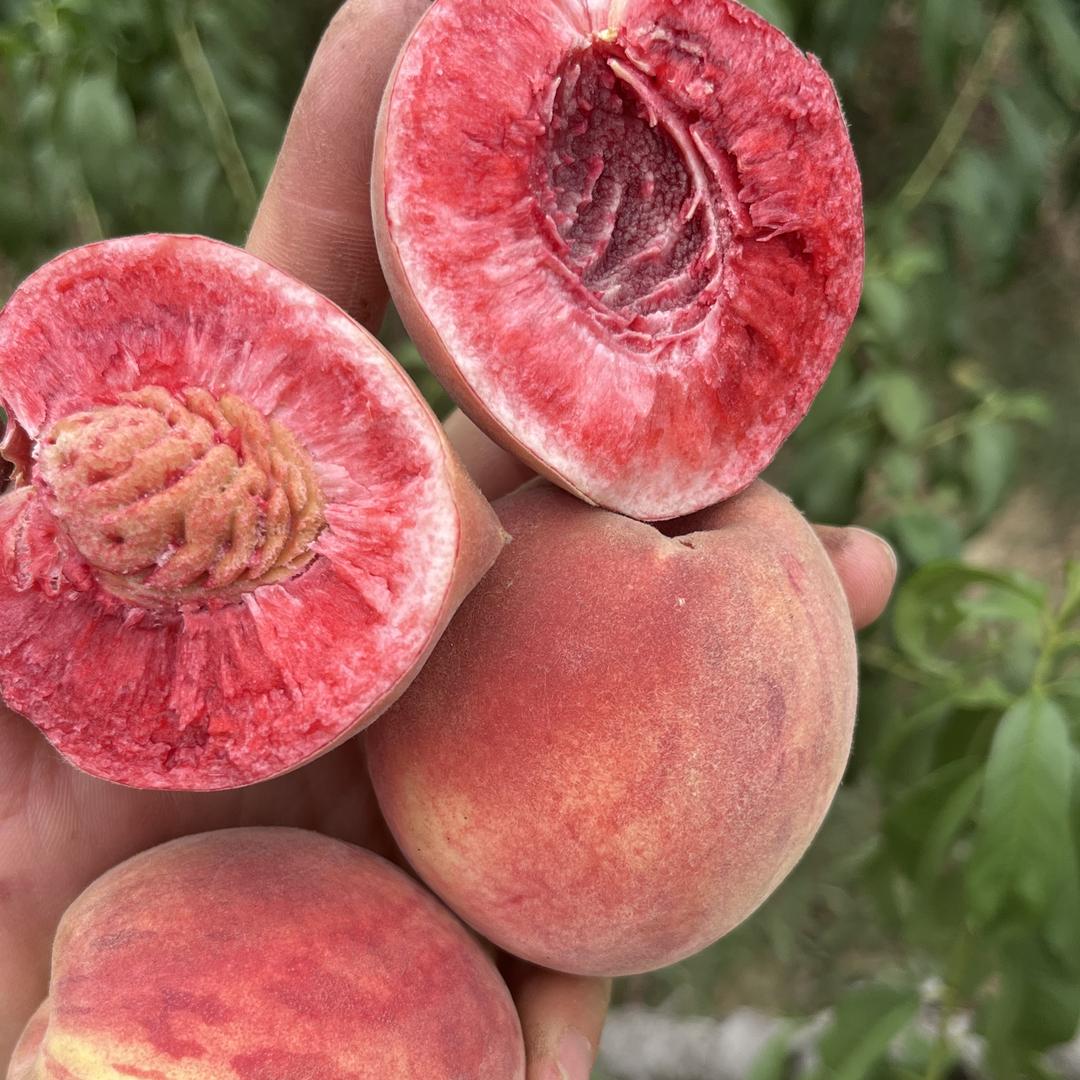 桐柏果颂官方号