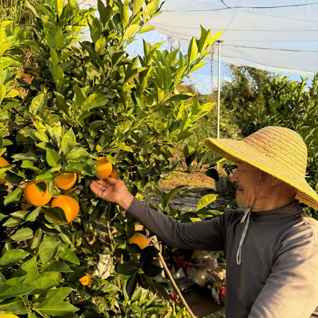 思维君助农（赣南脐橙专场）
