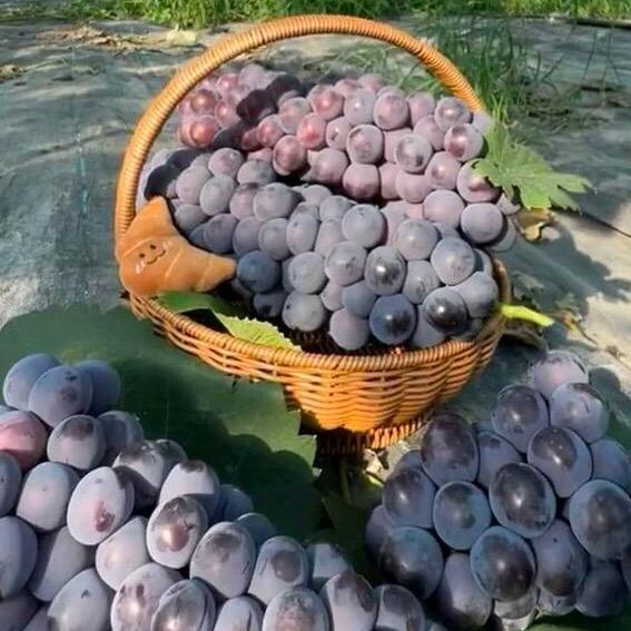 马陆王涛葡萄园