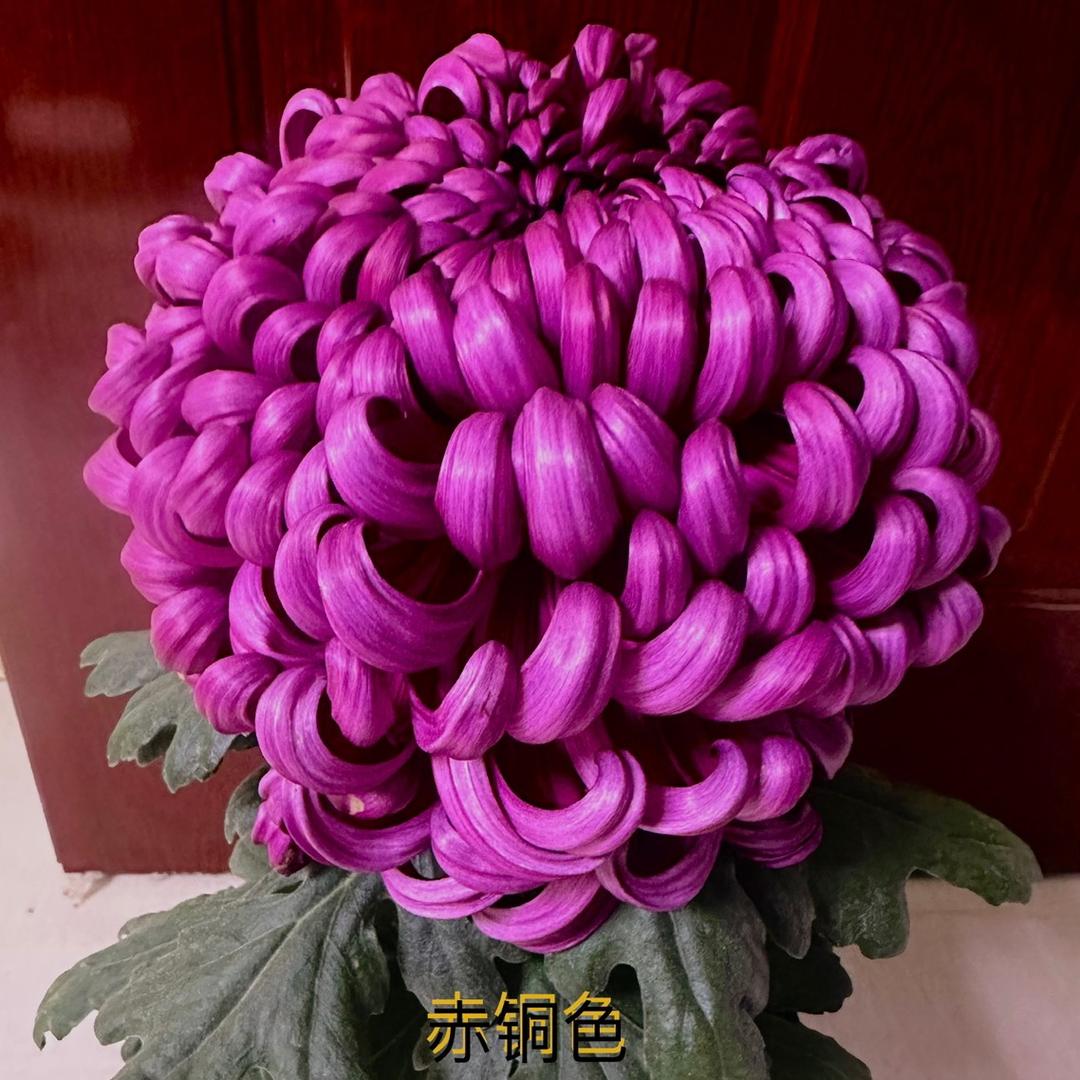 悟菊修