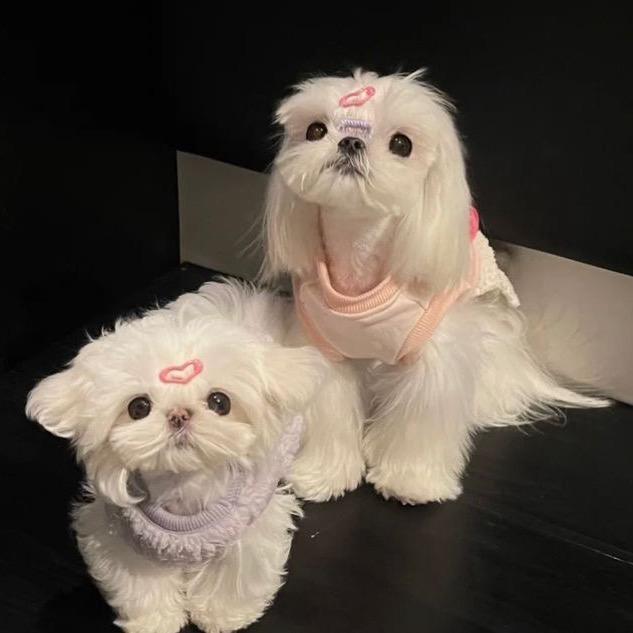 一个鹿鹿子✨
