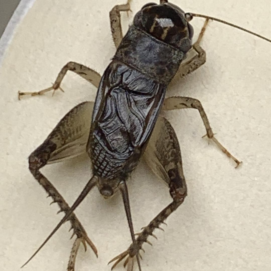 疯狂斗蟋俱乐部