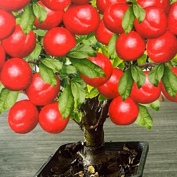 苗枫阁果树花卉坊