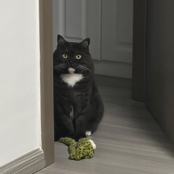 十一是只猫